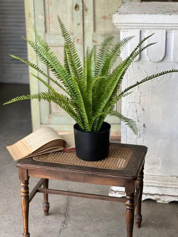 Kimberly Stand Up Fern Potted 28”