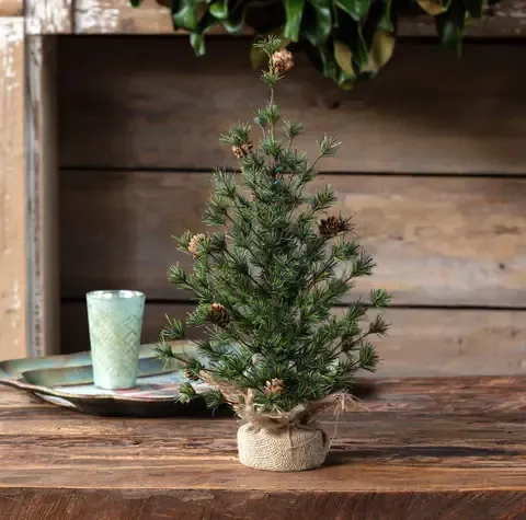 Spruce Seedling Tree 24”