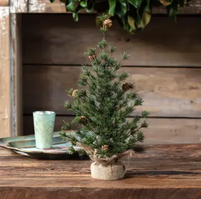Spruce Seedling Tree 24”