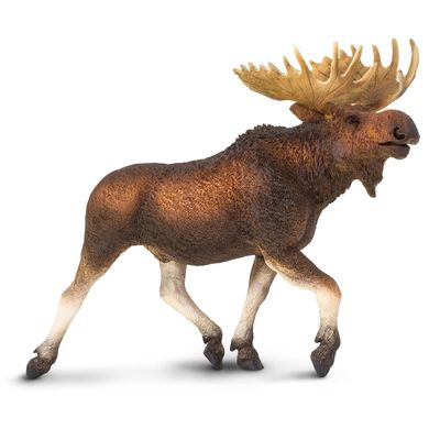 Moose