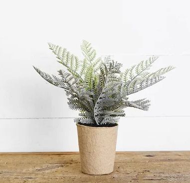 Fern in Paper Pot 10”