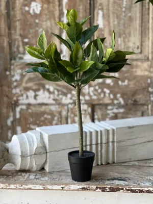 Southern Gem Tree 2’