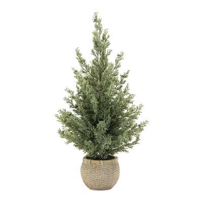 Potted Mini Pine Tree in Round Pot 23”