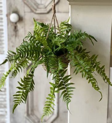 Creel Fern Hanging Basket | Boston