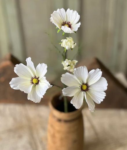 Cockle Cosmos Cream 24”