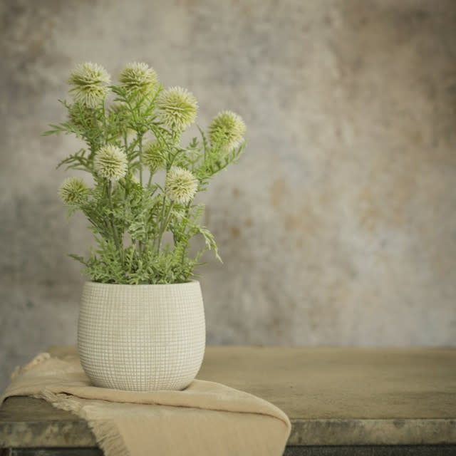 White Onion Stray in White Stone Pot 11.75”