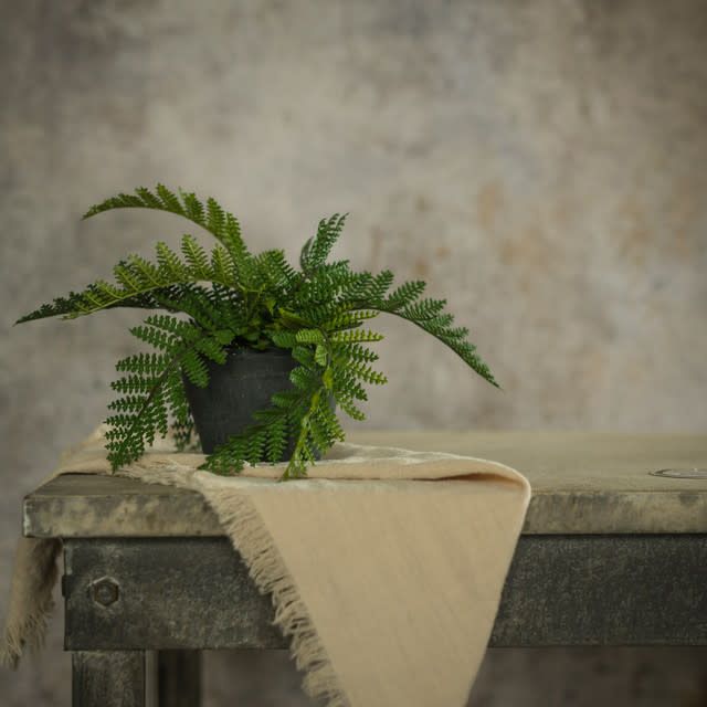 Hay-Scented Fern in Charcoal Ceramic Pot 9”