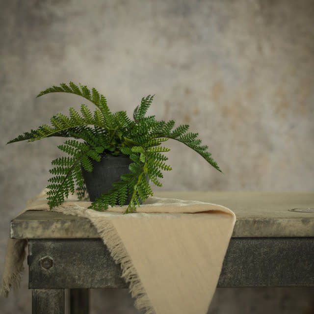 Hay-Scented Fern in Charcoal Ceramic Pot 9”
