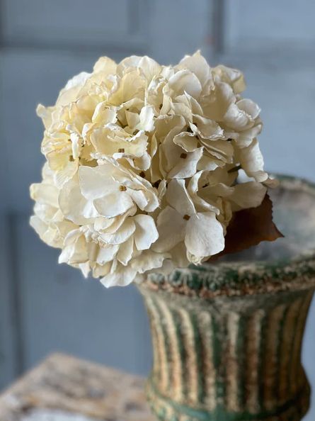 Empire Hydrangea Dream 25”