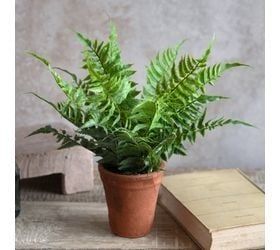 Fern in Pot 15”
