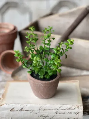 Apprentice Potted Faux Plant | Jade 6.75"