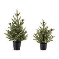 Potted Mini Pine Tree 15”