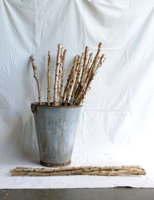 Birch Branch