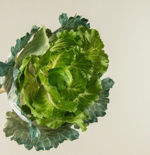 10.5” Cabbage Stem