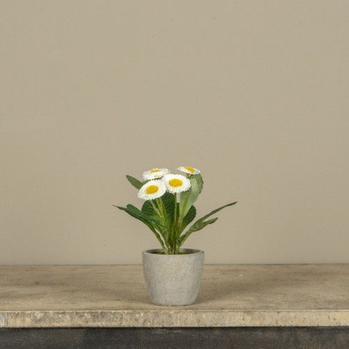6.75” White Potted Daisy