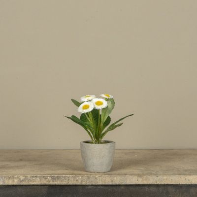 6.75” White Potted Daisy
