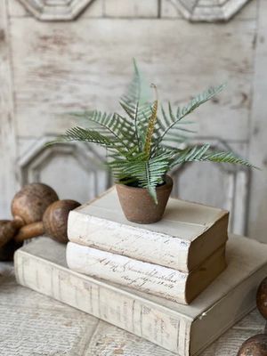 Hill Gate Pot Plume Fern 8”