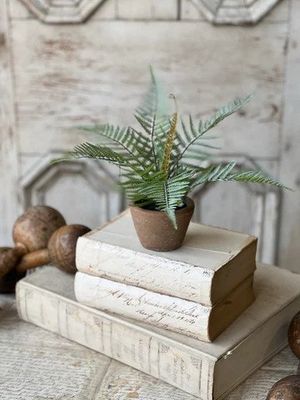 Hill Gate Pot Plume Fern 8”