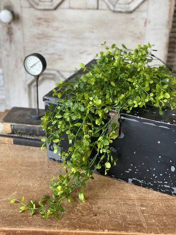 Bog Pimpernel Hanging 34”
