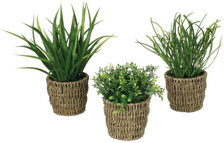 Foliage w/Basket Potted Plant