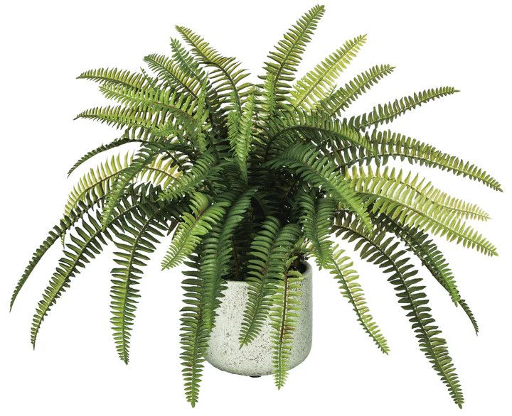 Potted Fern