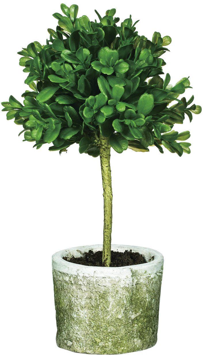 Mini Boxwood Topiary