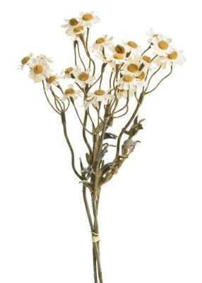 German Chamomile Bouquet Autumn White 13”
