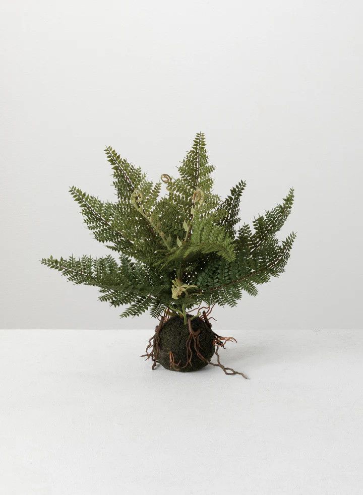 Fern in Ball