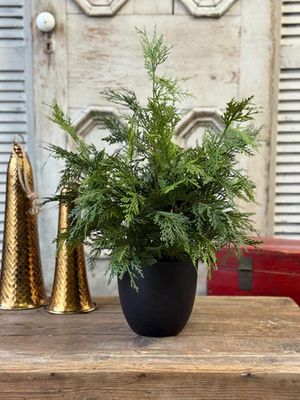 Churchill Cypress Tree 25”