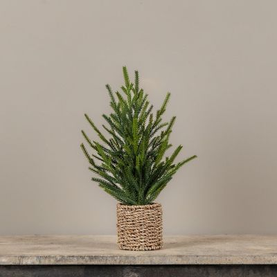 15” Austrian Pine Tree In Basket