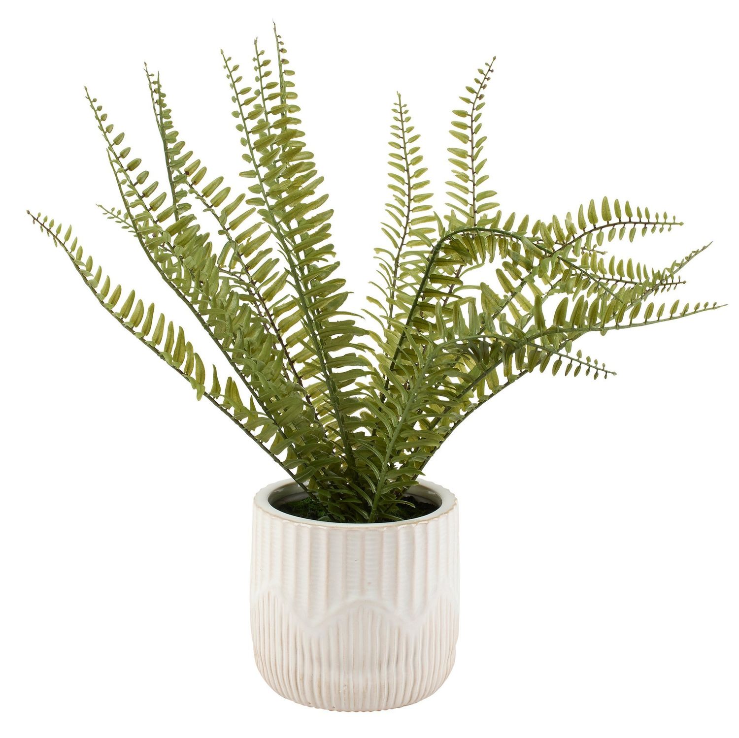 Botanical Fern Planter