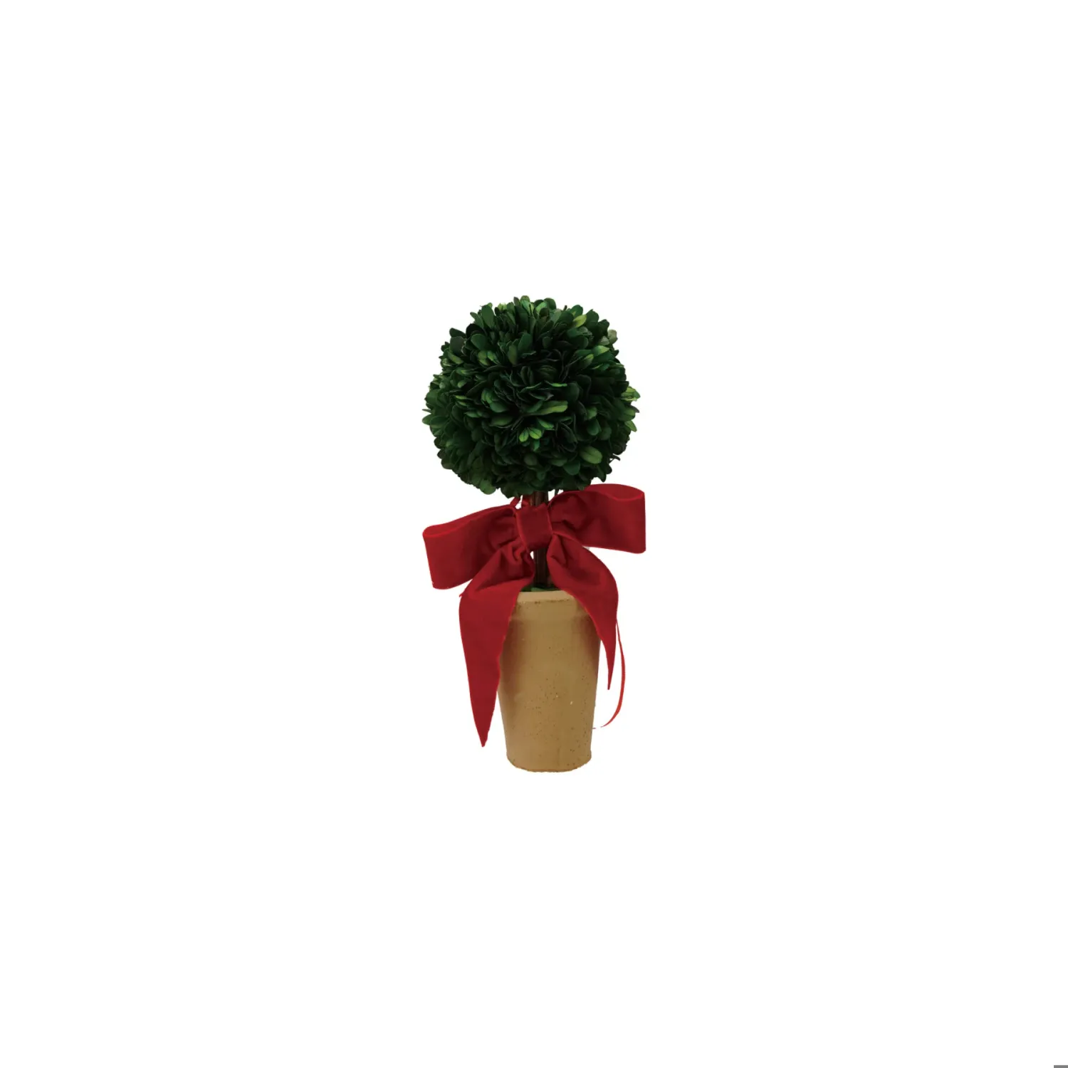 Dried Boxwood Tree in Terra-cotta Pot with Velvet Bow, Color: Red Bow