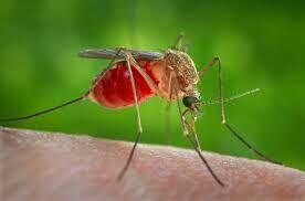 Mosquito &amp; Insect Repallent