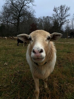 Lamb