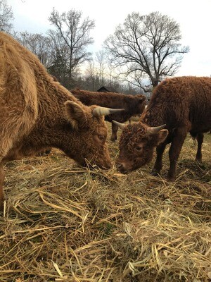 Beef