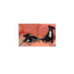 Odor/Stain Eliminator