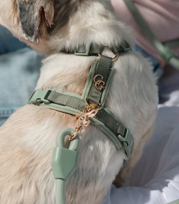 Walking Gear
