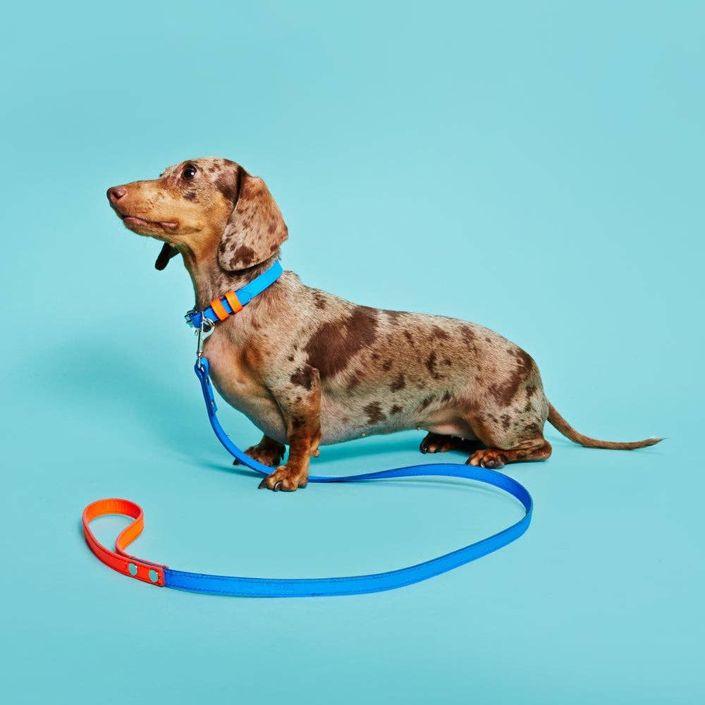 Blue/Orange Leather Leash and Collar