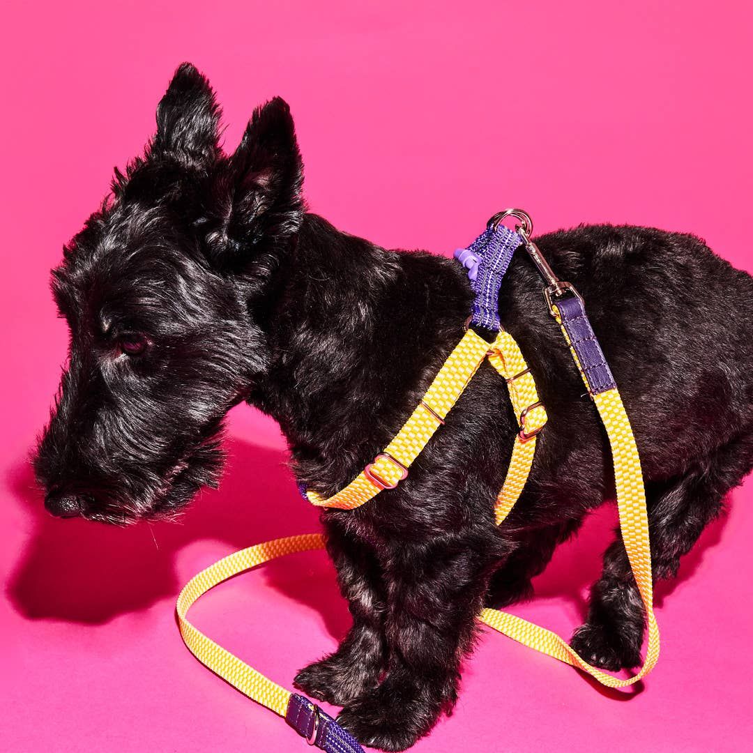 Yellow Striped/Checked Webbing Harness 
