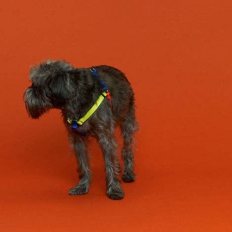 Nylon Color Block Harness Orange/Yellow/Blue