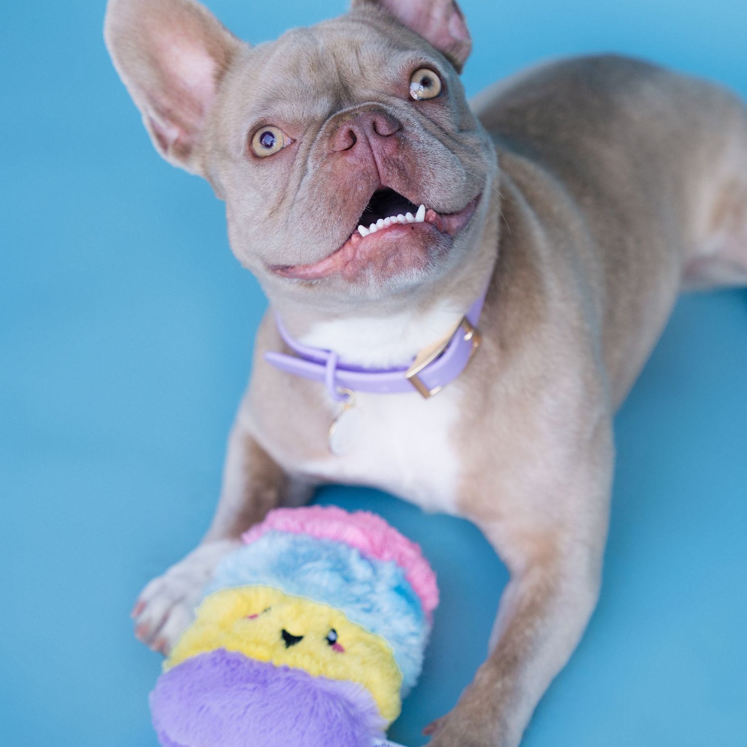 Poppin Popsicle Summer Dog Toy with Crinkle &amp; Squeaker 