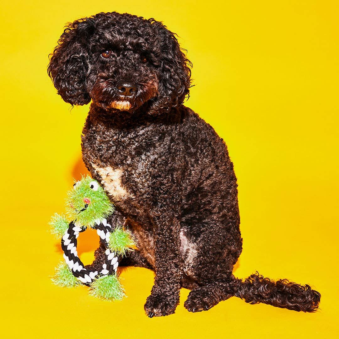 Frog Rope Dog Toy