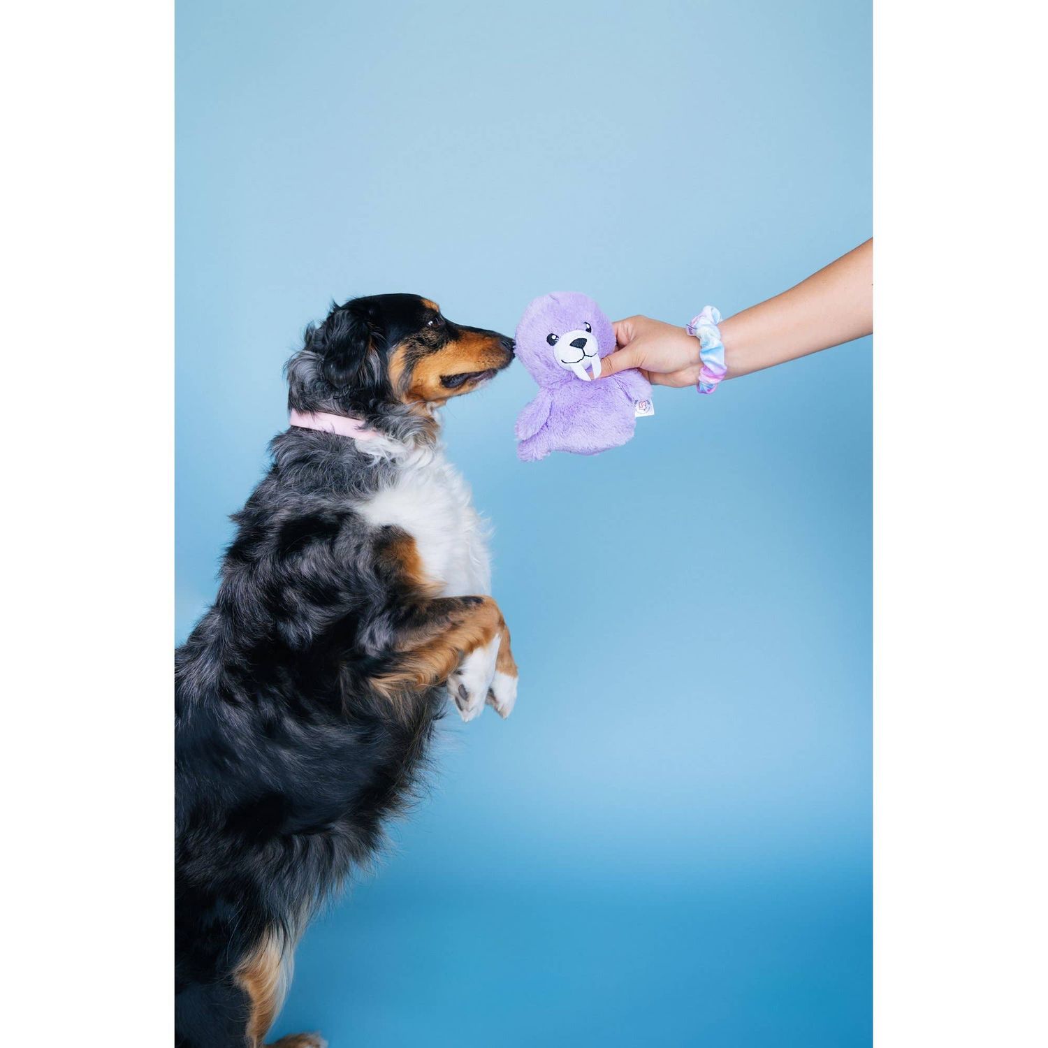 Walrus (Sea-Dog) Summer Dog Toy with Crinkle &amp; Squeaker