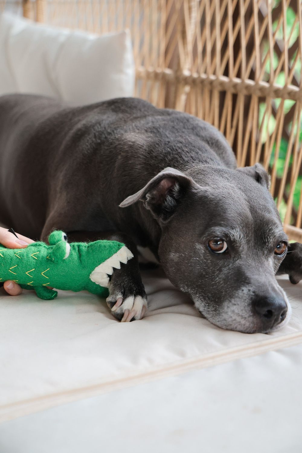Boiled Wool Alligator Dog Toy