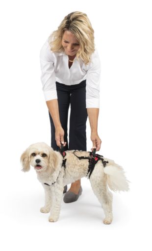 PetSafe CareLift Support Harness  Full Body Lifting Aid with Handle  Small