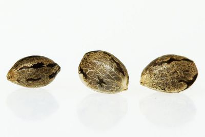 SEEDS
