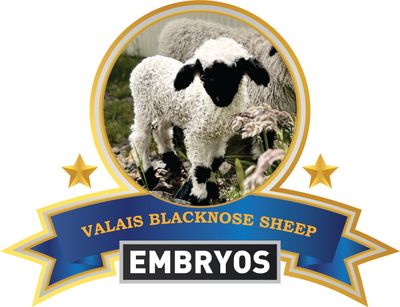 Embryos