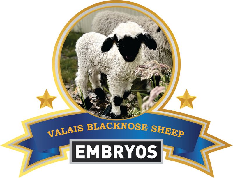 Embryos
