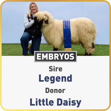 Little Daisy & Legend
