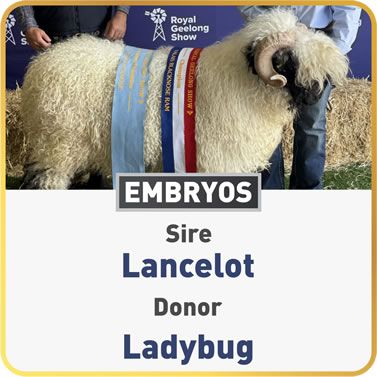 Ladybug & Lancelot
